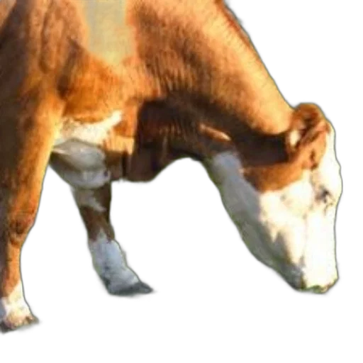 animal, creature, staff, weapon transparent PNG cut-out
