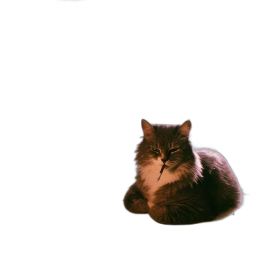 animal, creature, hat, staff transparent PNG cut-out