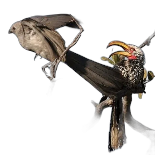 staff, weapon, sword, animal transparent PNG cut-out