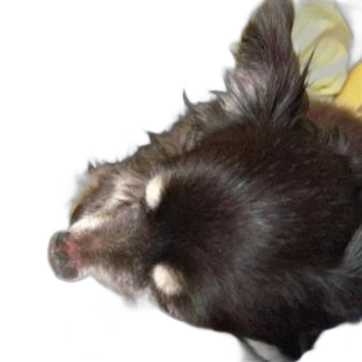 hair, animal, creature, staff transparent PNG cut-out