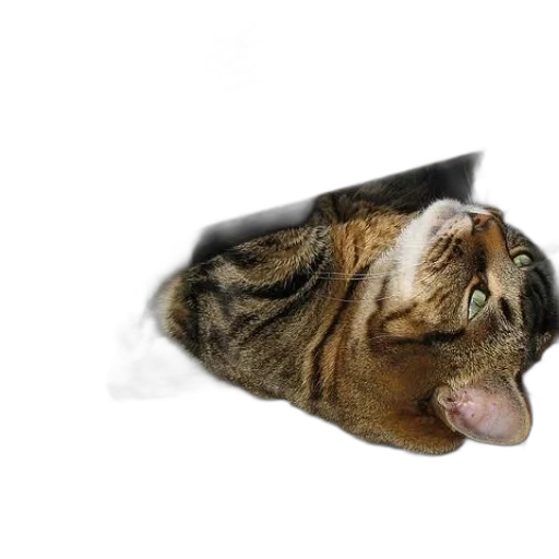 animal, creature, staff, hat transparent PNG cut-out