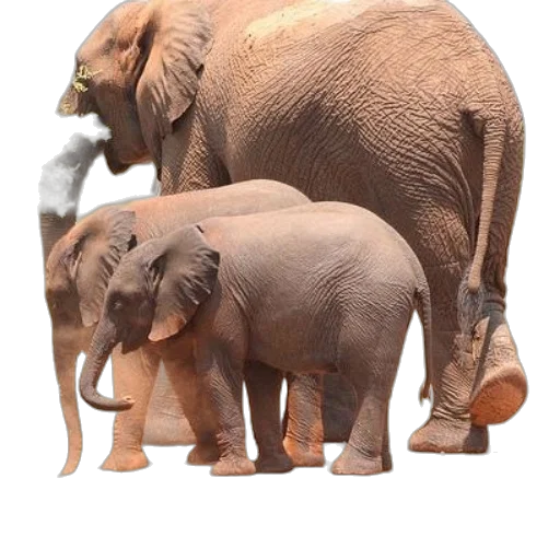 animal, creature, umbrella, weapon transparent PNG cut-out
