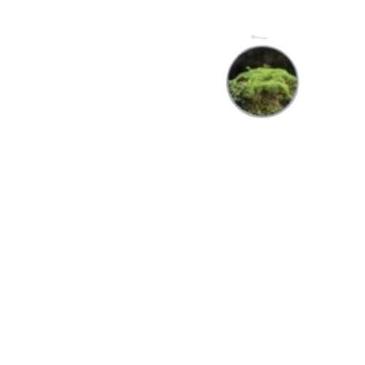 tree, creature, animal, face transparent PNG cut-out