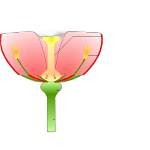 flower, umbrella, jewelry, crown transparent PNG cut-out