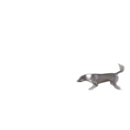 animal, creature, dragon, weapon transparent PNG cut-out