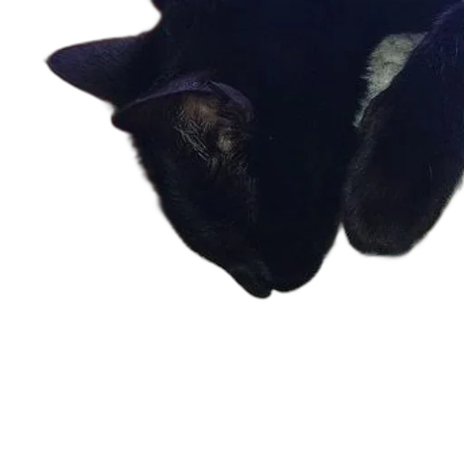 animal, creature, mask, face transparent PNG cut-out