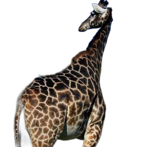 animal, creature, staff, jewelry transparent PNG cut-out