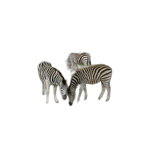 animal, jewelry, creature, furniture transparent PNG cut-out