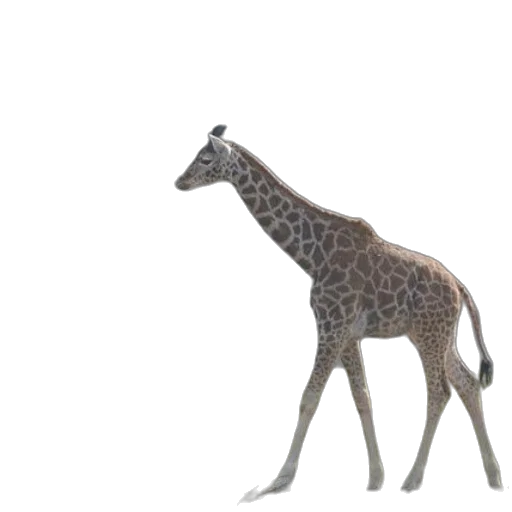 animal, creature, staff, crown transparent PNG cut-out