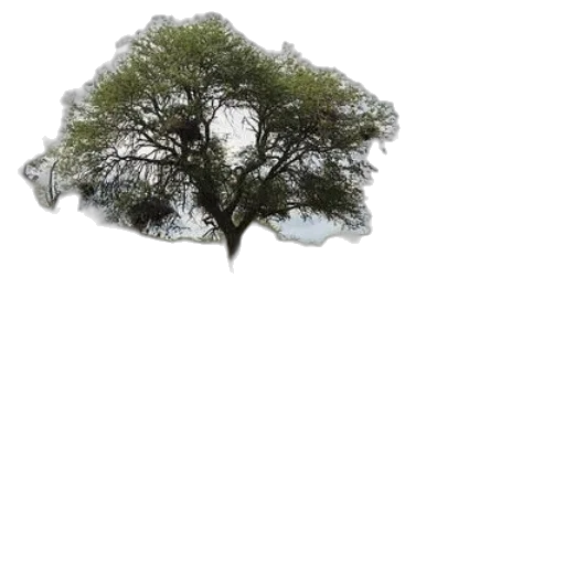 tree, hair, crown, animal transparent PNG cut-out