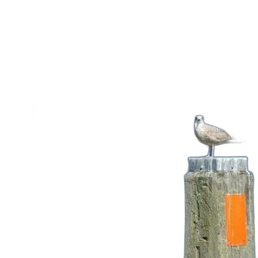 bottle, animal, earth tones, seagull transparent PNG cut-out