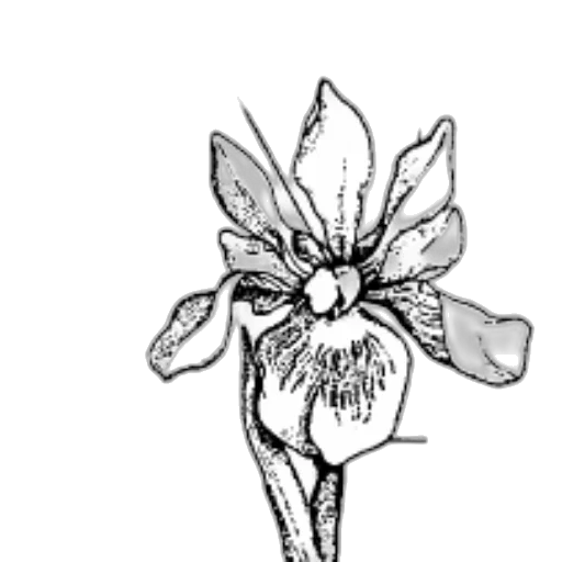 flower, crown, staff, mask transparent PNG cut-out