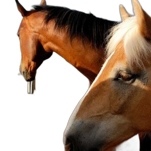 animal, jewelry, weapon, photorealistic transparent PNG cut-out