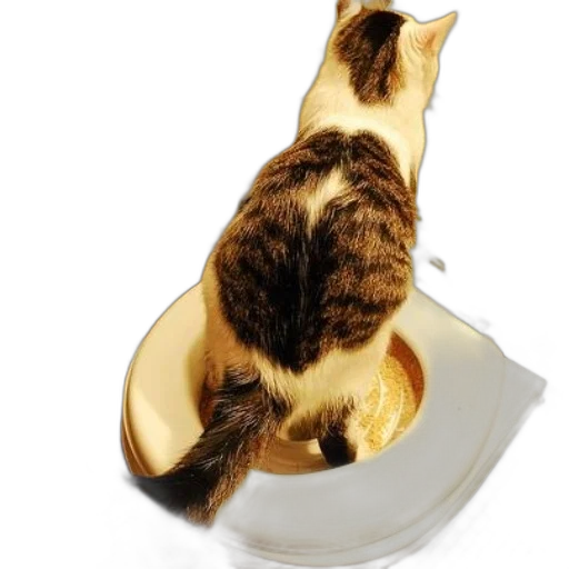food, animal, photorealistic, cat transparent PNG cut-out