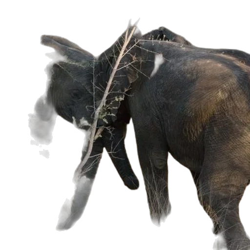 animal, creature, weapon, dragon transparent PNG cut-out