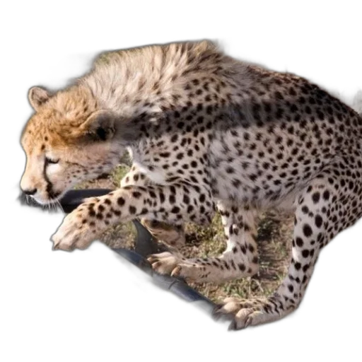 animal, creature, staff, weapon transparent PNG cut-out
