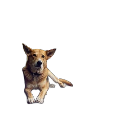 animal, creature, staff, weapon transparent PNG cut-out