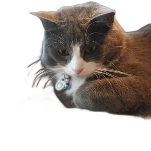 hair, hat, creature, animal transparent PNG cut-out