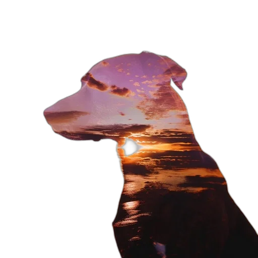 animal, creature, face, dragon transparent PNG cut-out