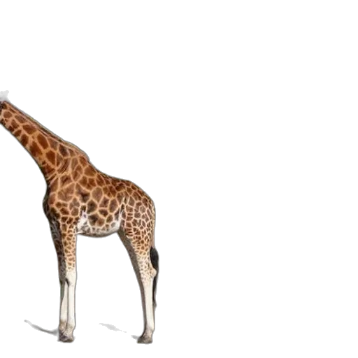 animal, creature, staff, weapon transparent PNG cut-out