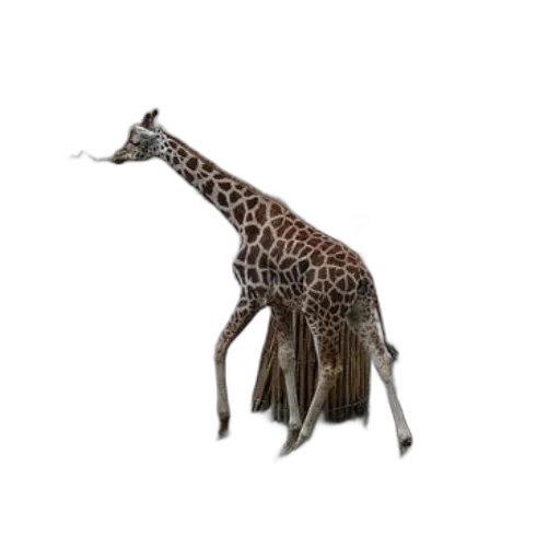 animal, creature, staff, hair transparent PNG cut-out