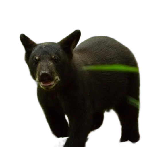 animal, creature, staff, concept art transparent PNG cut-out
