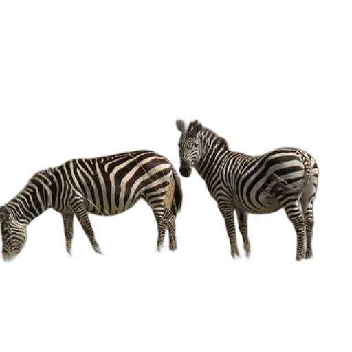 animal, furniture, jewelry, creature transparent PNG cut-out