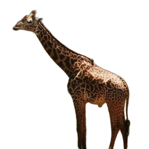 animal, creature, staff, jewelry transparent PNG cut-out