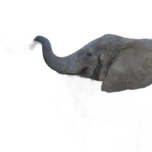 animal, creature, hat, staff transparent PNG cut-out