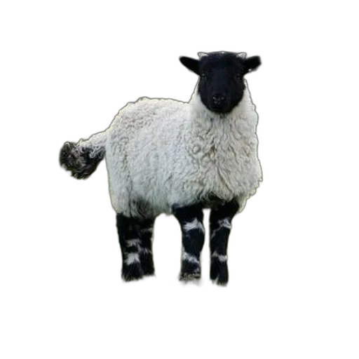 animal, creature, staff, face transparent PNG cut-out