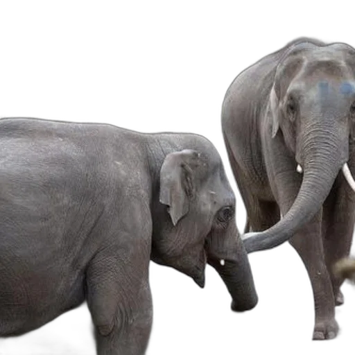 animal, photorealistic, 3d render, concept art transparent PNG cut-out