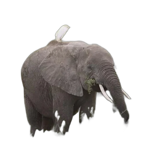 creature, animal, hat, hair transparent PNG cut-out