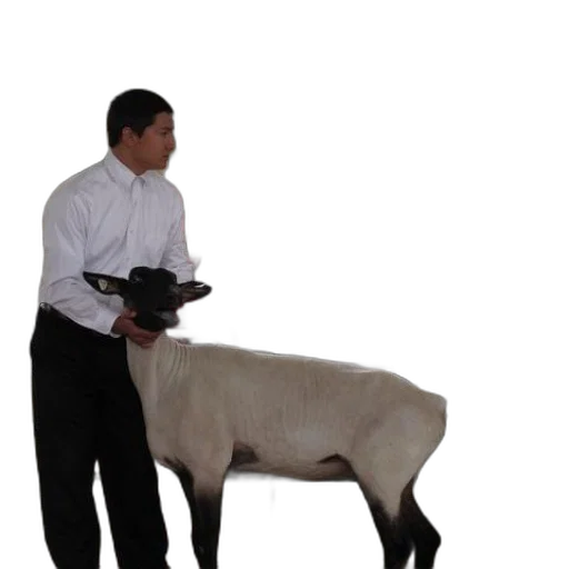 animal, staff, furniture, weapon transparent PNG cut-out