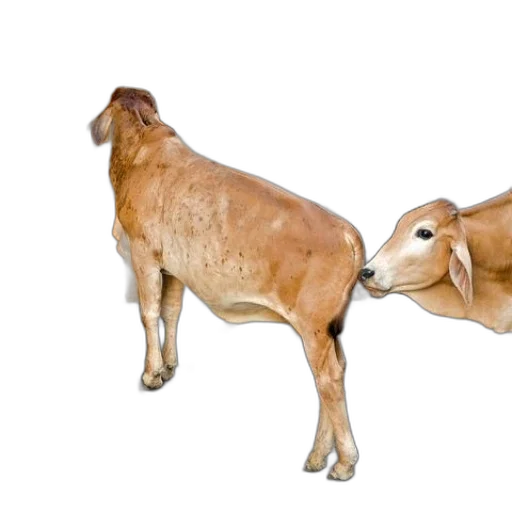 animal, food, jewelry, photorealistic transparent PNG cut-out