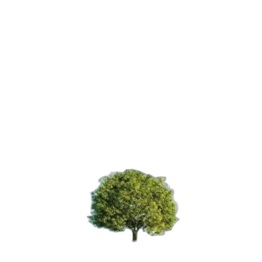 tree, crown, hat, furniture transparent PNG cut-out
