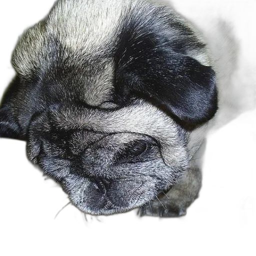 animal, face, creature, mask transparent PNG cut-out