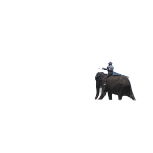 animal, creature, car, umbrella transparent PNG cut-out