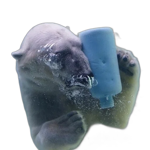 creature, animal, bottle, face transparent PNG cut-out