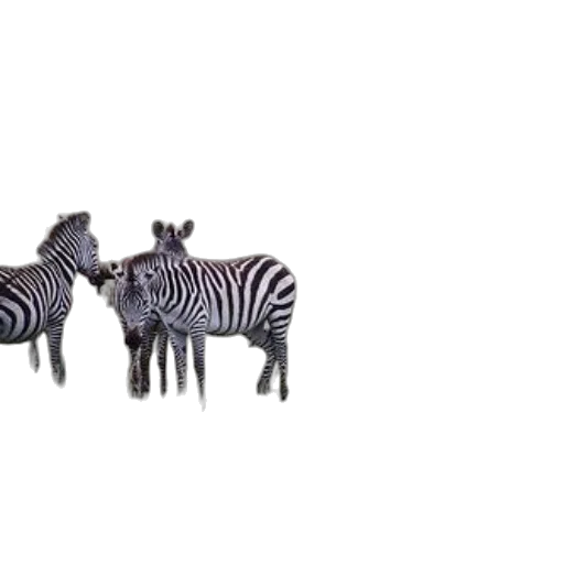 animal, creature, furniture, car transparent PNG cut-out