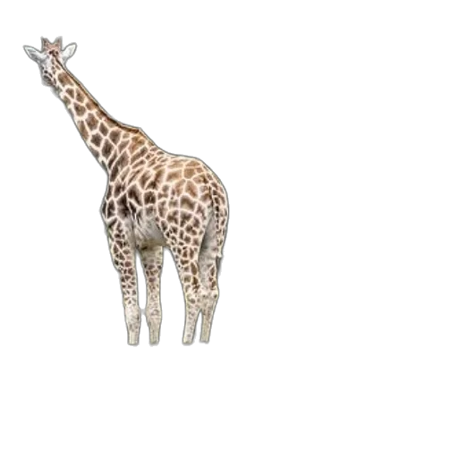 animal, creature, staff, jewelry transparent PNG cut-out