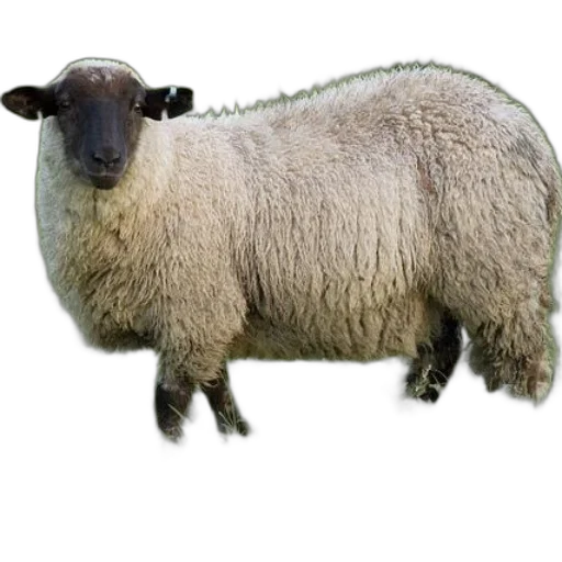 animal, creature, face, weapon transparent PNG cut-out