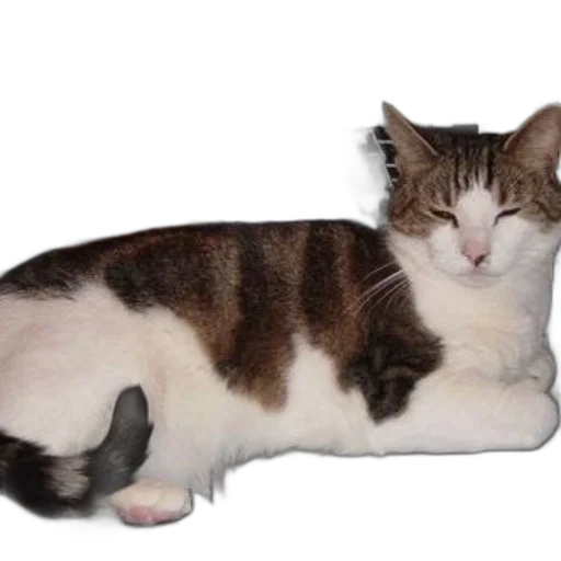 animal, staff, creature, furniture transparent PNG cut-out
