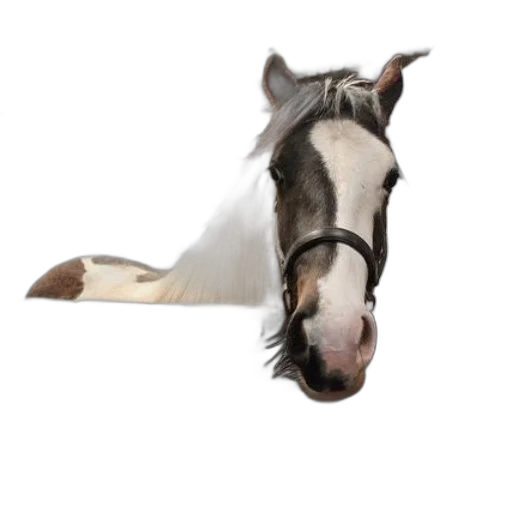 animal, staff, hat, shoes transparent PNG cut-out