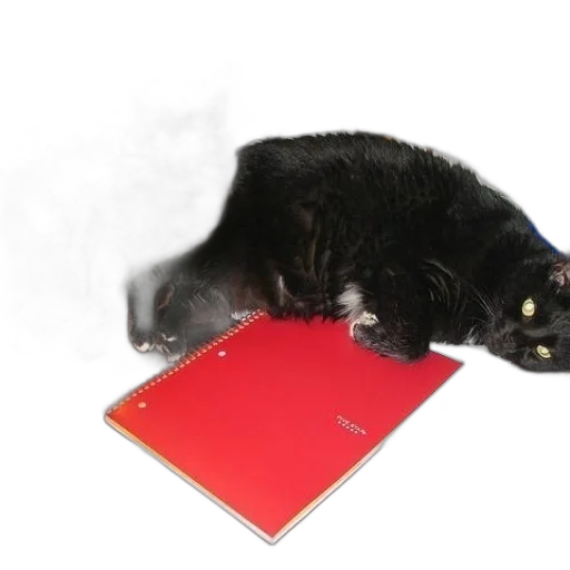 staff, animal, creature, hat transparent PNG cut-out