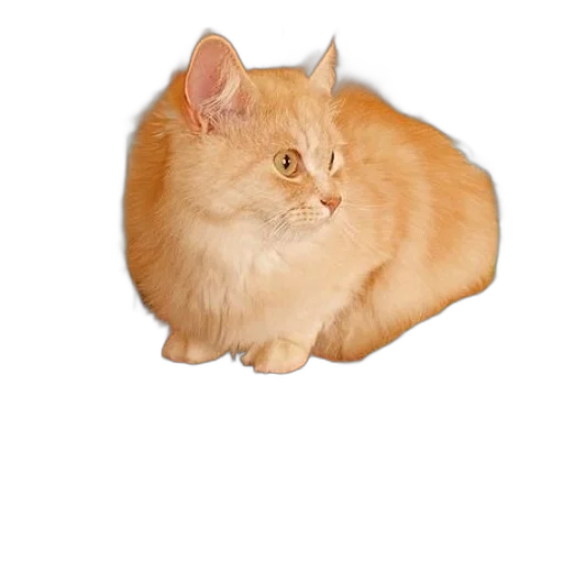 animal, creature, food, hat transparent PNG cut-out