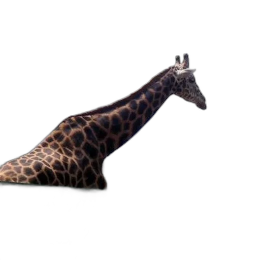 shoes, animal, umbrella, weapon transparent PNG cut-out