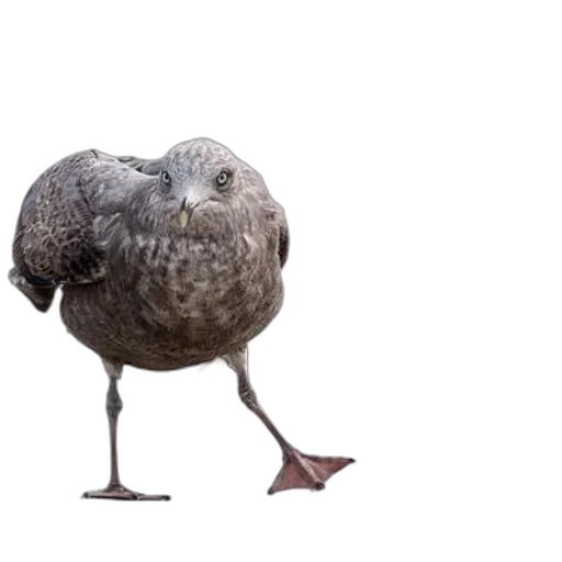animal, creature, shoes, umbrella transparent PNG cut-out
