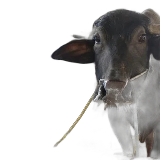 animal, staff, photorealistic, 3d render transparent PNG cut-out