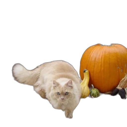 animal, food, creature, photorealistic transparent PNG cut-out