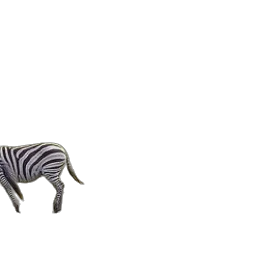animal, furniture, creature, shoes transparent PNG cut-out